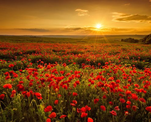 Summerland Education Poppies and Sunrise | From Impossible to What's Next | Madison, WI